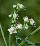 Santa Maria feverfew